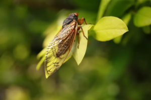 What Are Brood X Cicadas and What to Expect When They Emerge