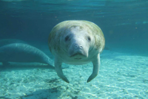 Why Manatee Populations Are Under Threat