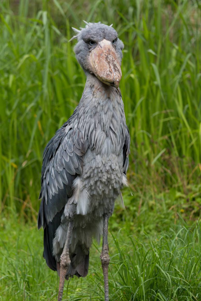 Shoebill Facts