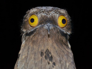 Potoo Facts