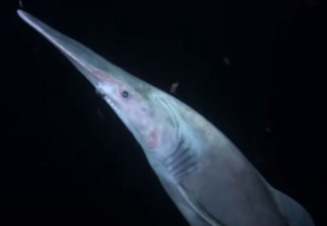 Goblin Shark Facts