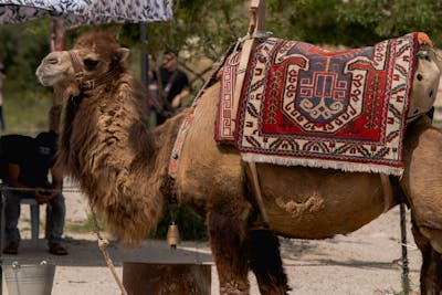 Wild Bactrian Camels: The Desert’s Chaos Muppets (And Why They’re Lowkey Iconic)